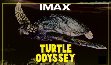 Turtle Odyssey Graphic
