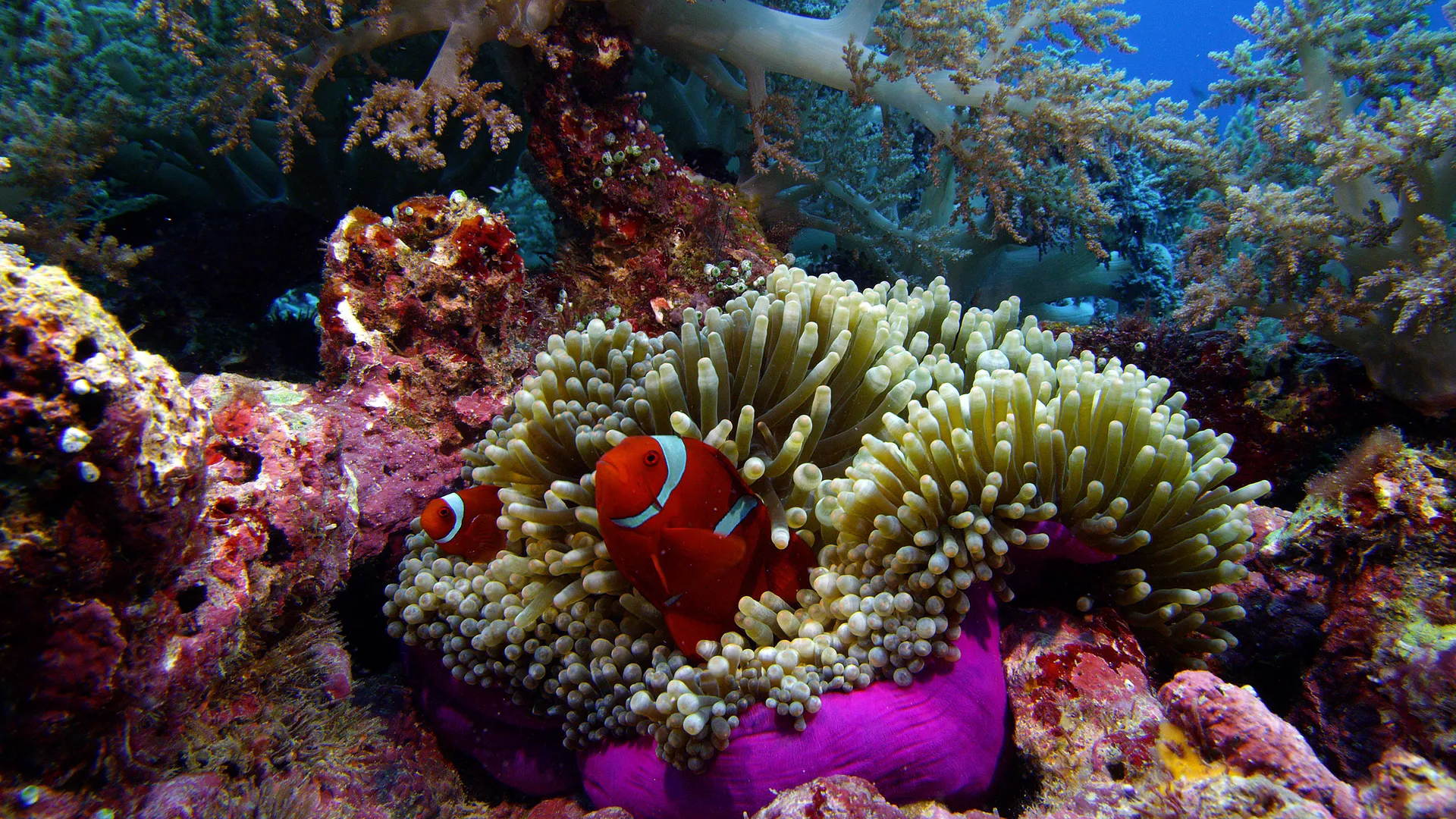 11_SOS_Anemone (1).jpg