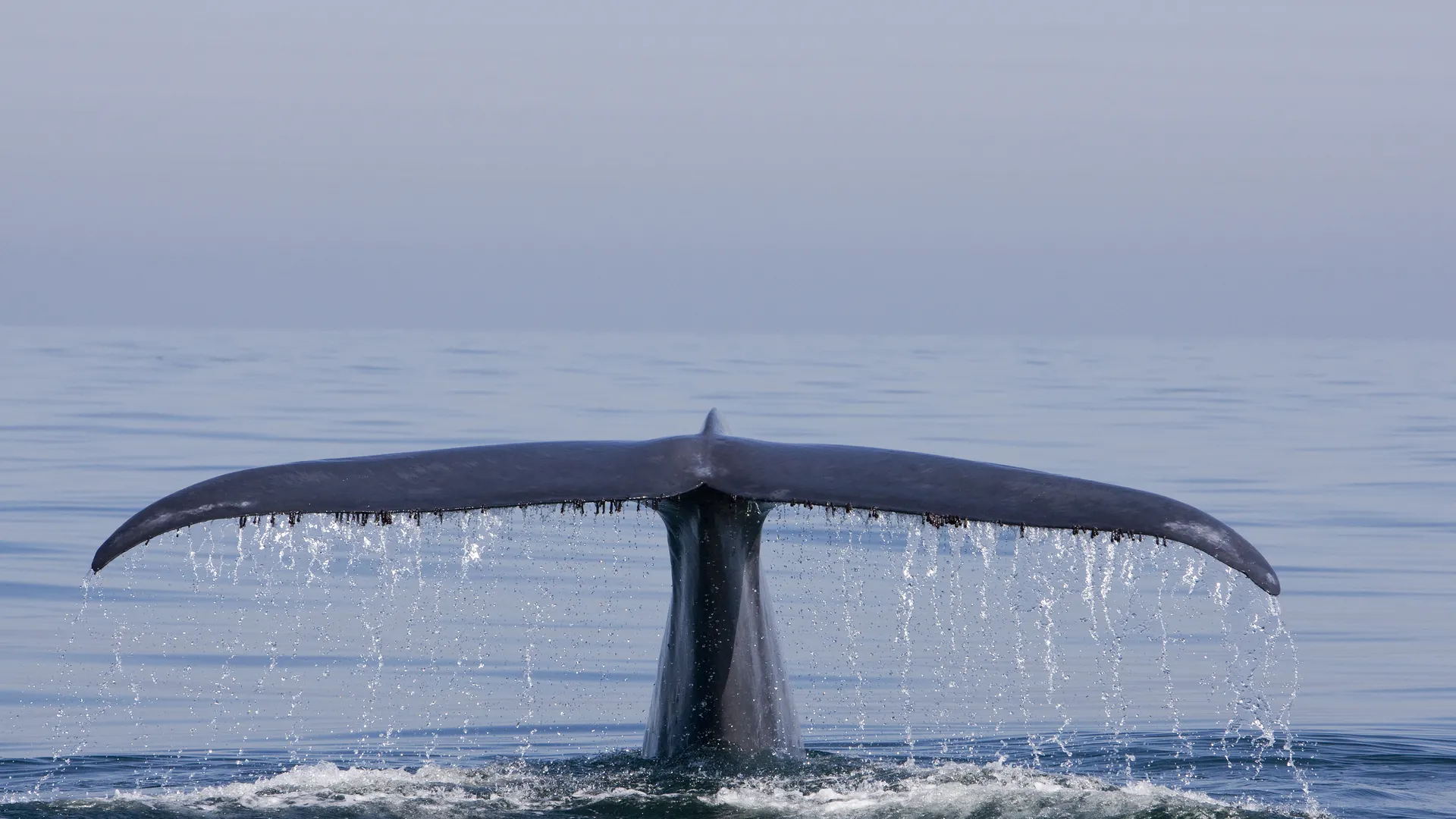 19. Blue whale tail.jpg