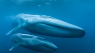 6. Blue whale mum and calf underwater comp.jpg