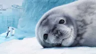 Antarctica Seal.jpg