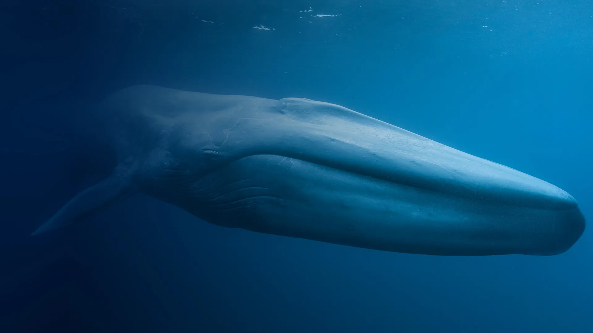 Out of the Depths: The Blue Whale Story | TELUS World of Science