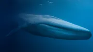 Blue Whale Webpage Header.jpg