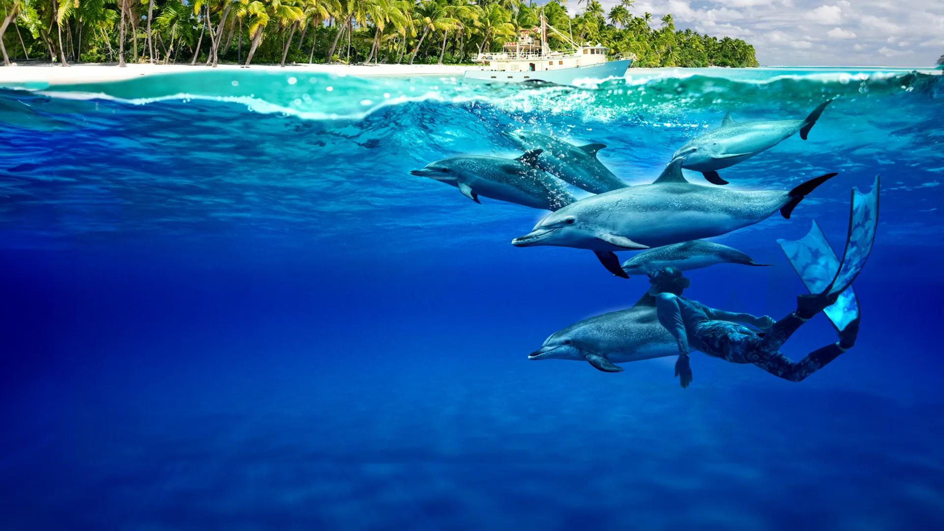 Dolphins