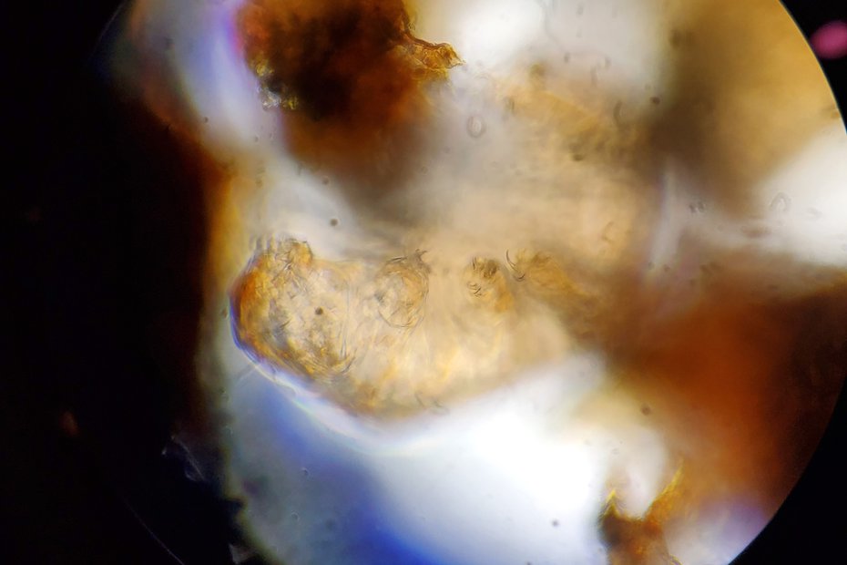 Tardigrade400x.jpg