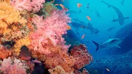 Coral Reef.jpg