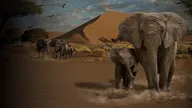 Elephants_Website_Banner.png