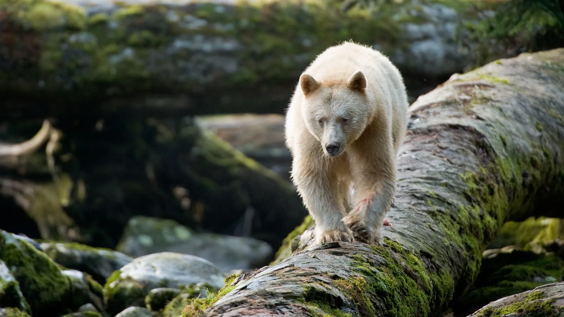 Grizzly bears, wildlife tours, located in the Great Bear Rainforest