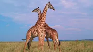 Giraffes.png