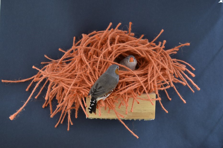 LaurenZebraFinch.jpg