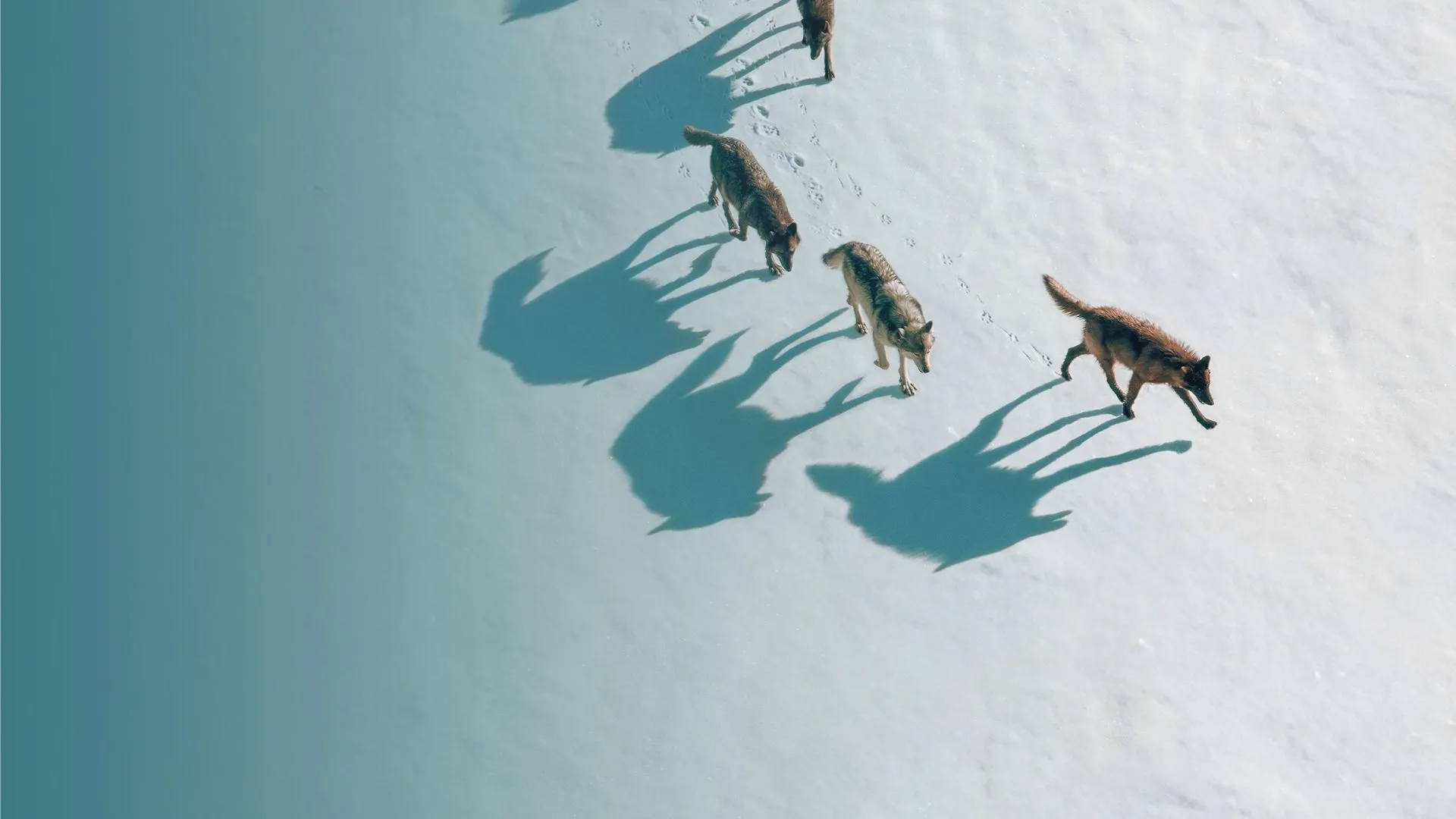 Lost Wolves of Yellowstone Webpage 1 - 1920x1080.jpg