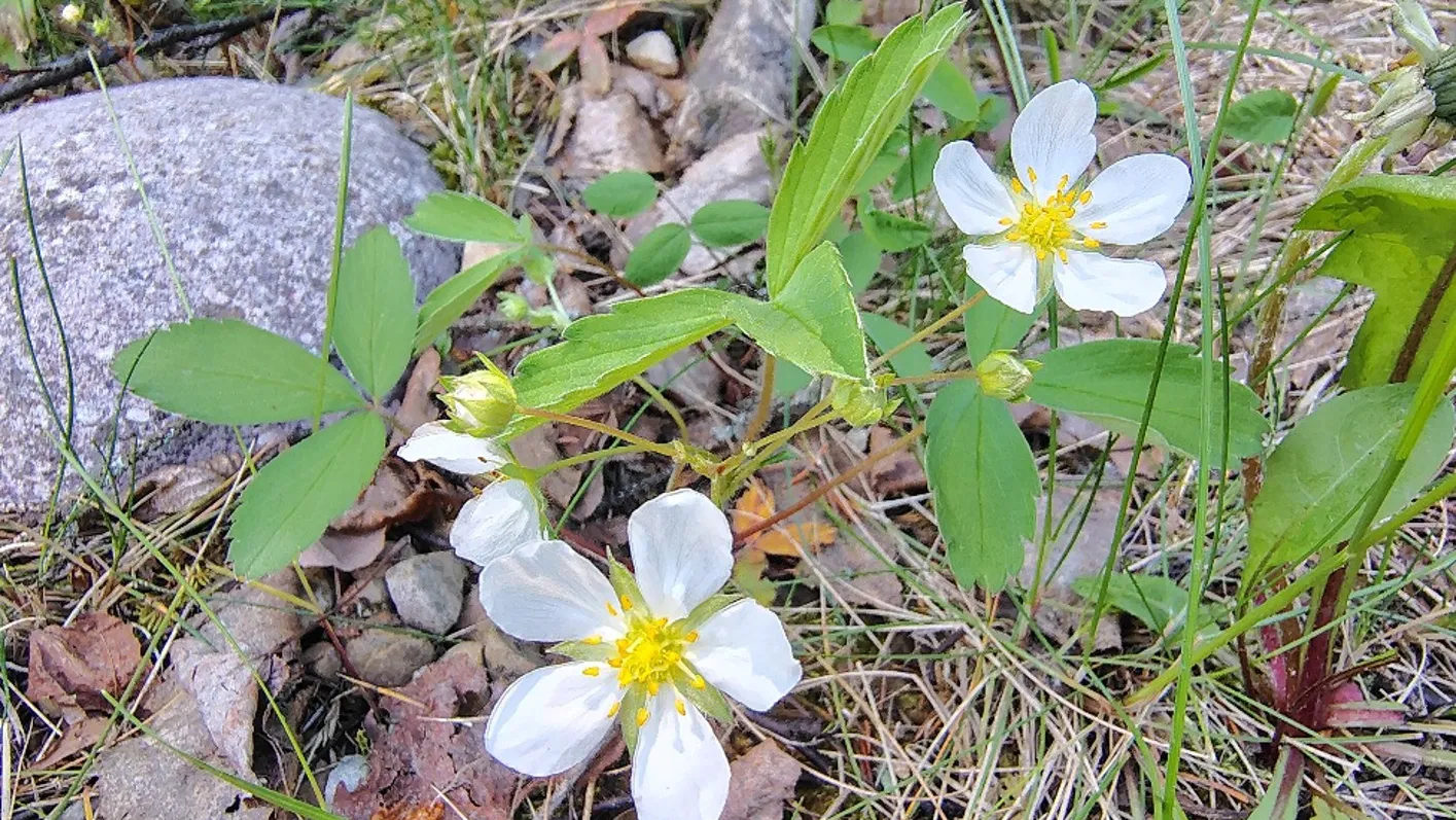 NatureInOurNeighbourhood