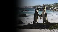 Penguins WebBanner 1920x1080.jpg