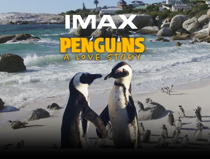 Penguins: A Love Story Opening