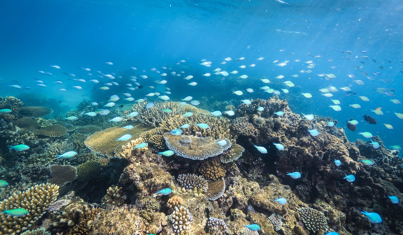 Coral reef hotsell stores near me