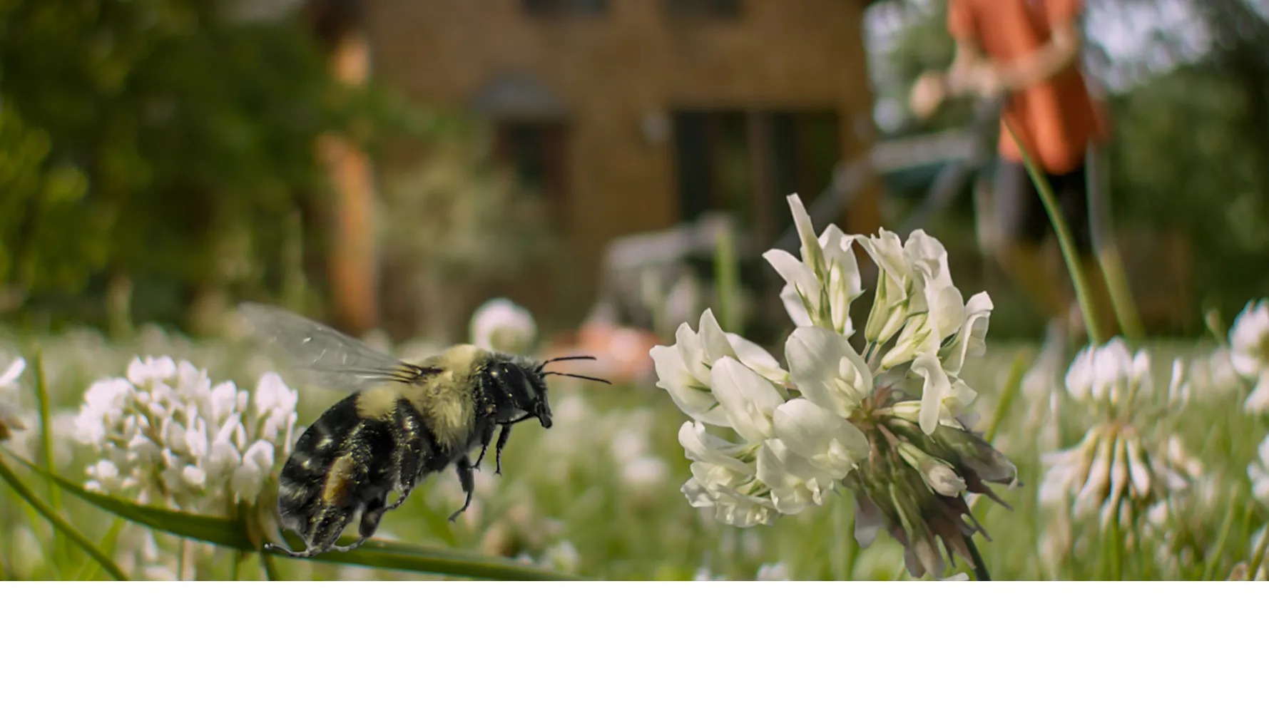 Backyard Wilderness Banner