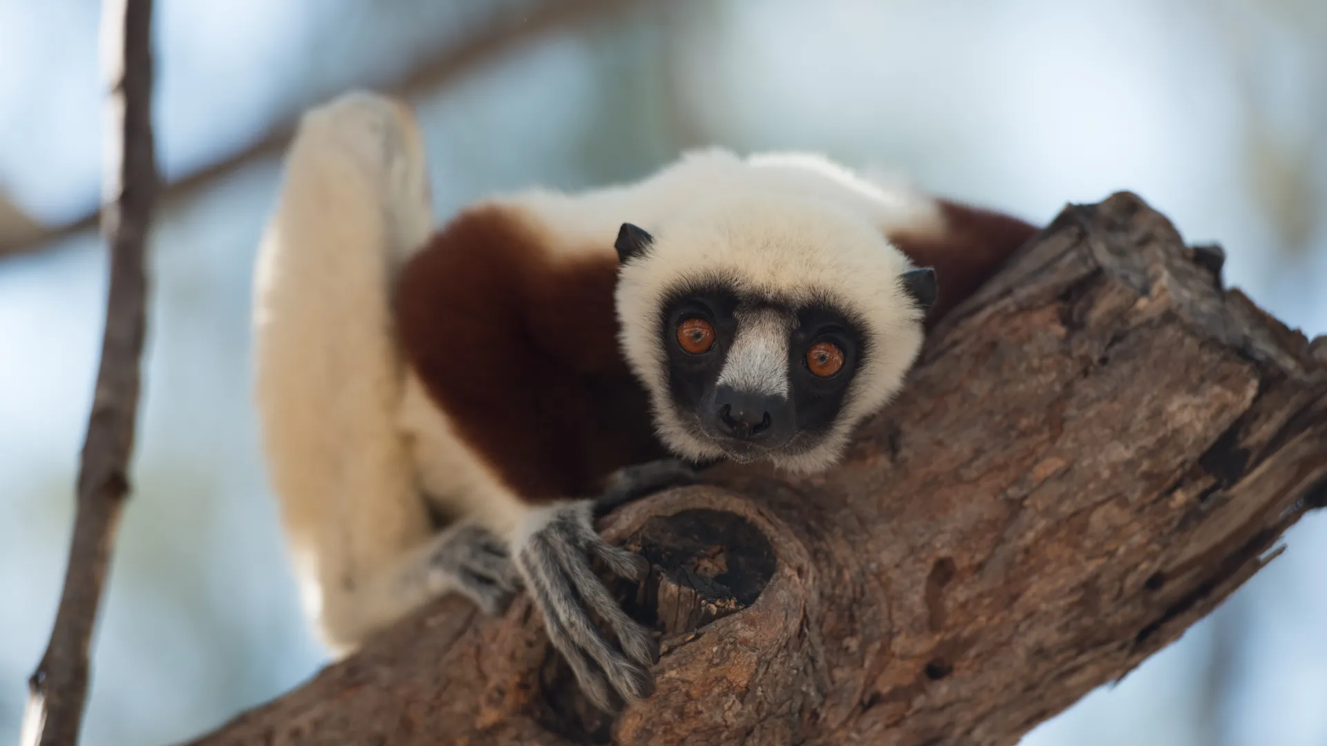 Lemurs