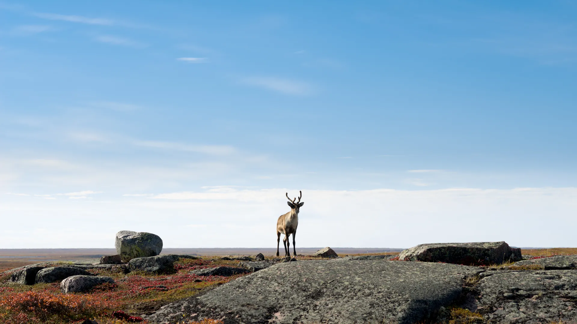 Arctic Journey