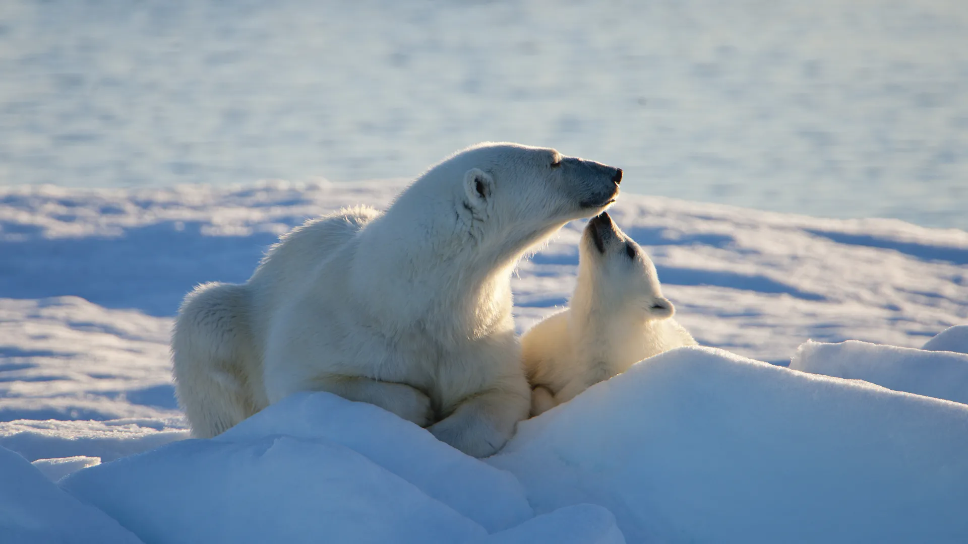 These Award-Winning Photos Show How Majestic Polar Bears Are